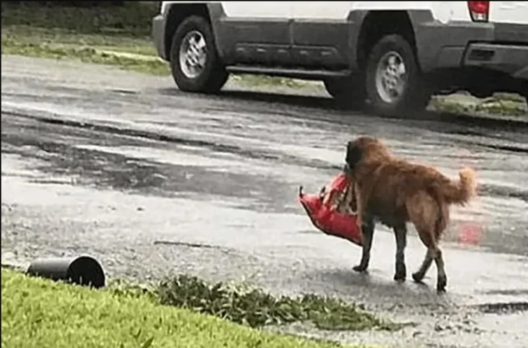 You can’t believe what was in the package that this little pup found near a trash can