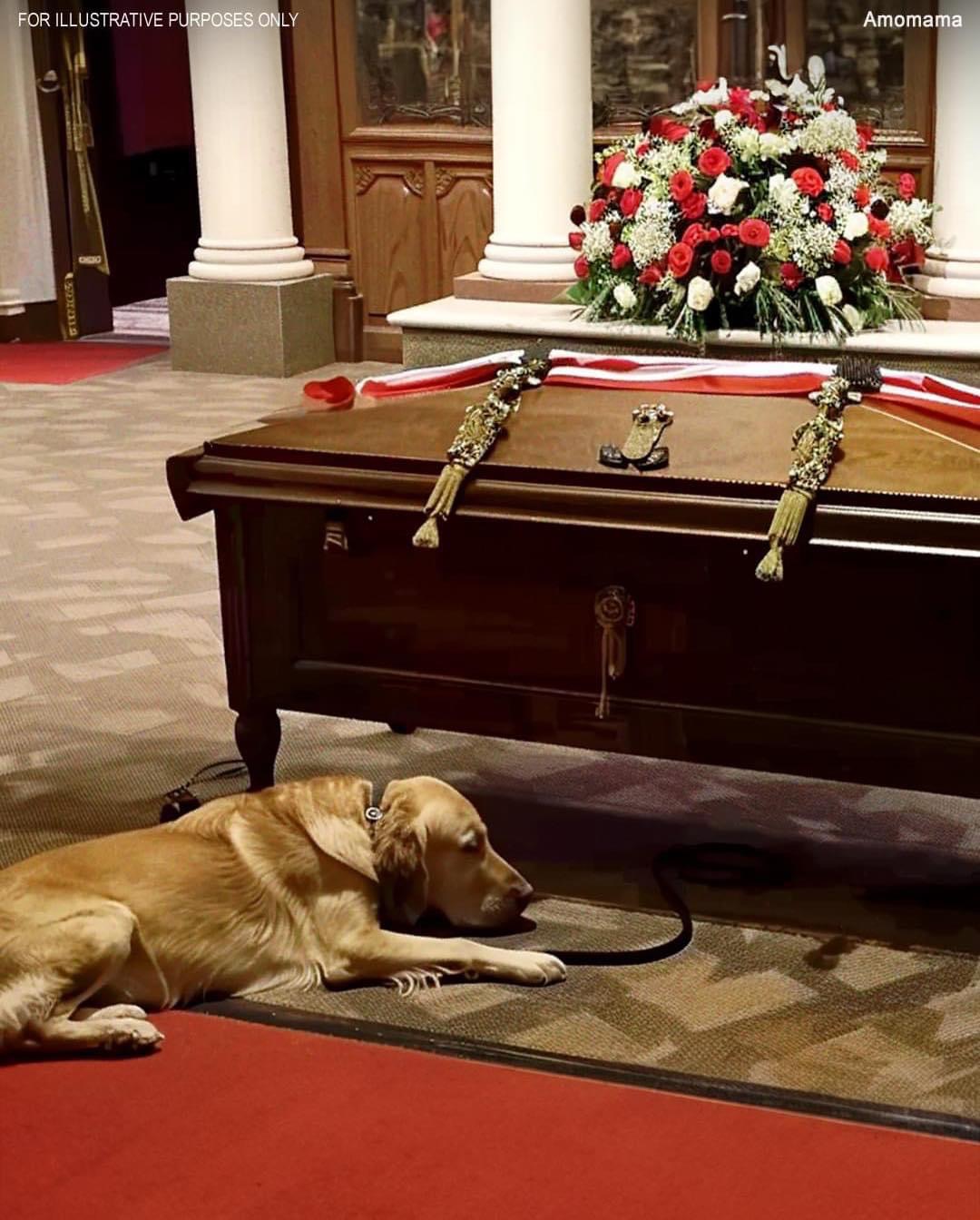 Dog Barks at Coffin during Funeral, Son Opens It and What He Finds Inside Shocks Everyone
